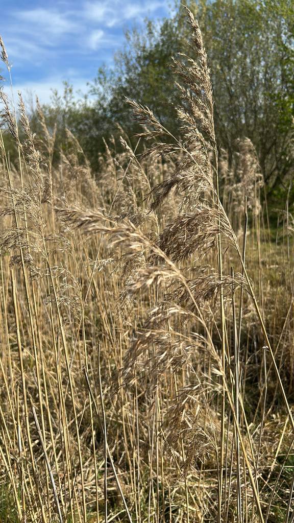 common reed from Prenton, England, GB on April 25, 2026 at 10:42 AM by ...