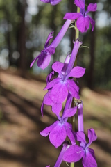 Lobelia sinaloae