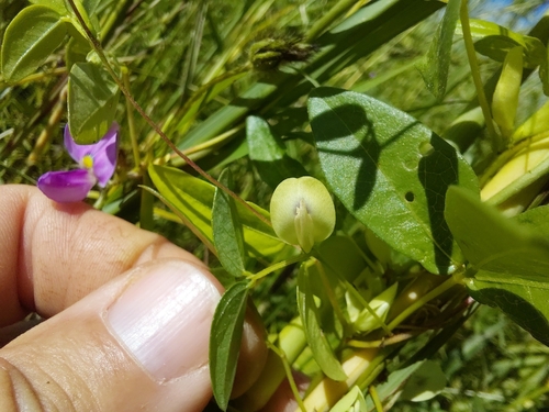 Macrotyloma africanum