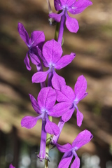 Lobelia sinaloae
