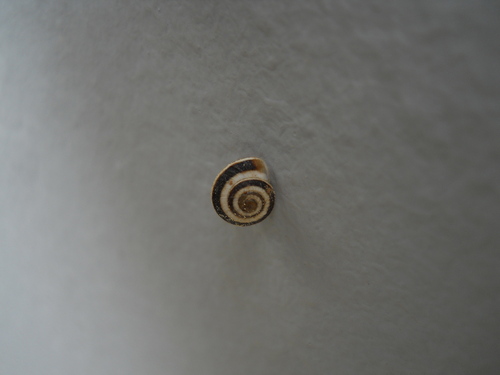 Cernuella virgata