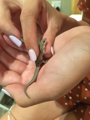 Lygodactylus capensis