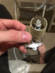 Lygodactylus capensis