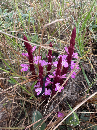 Striga gesnerioides, photograph 2