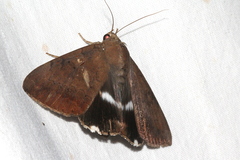 Achaea eusciasta