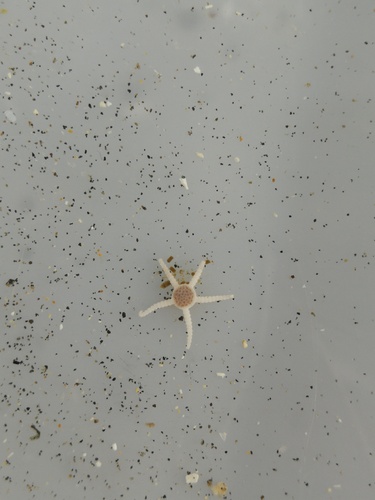Ophiolepis paucispina observed 2026-04-19