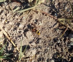 Dasymutilla monstrosa