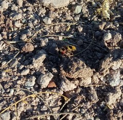 Dasymutilla monstrosa