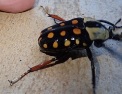 Mecynorhina passerinii