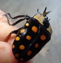 Mecynorhina passerinii