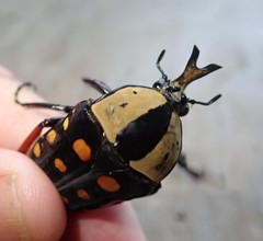 Mecynorhina passerinii