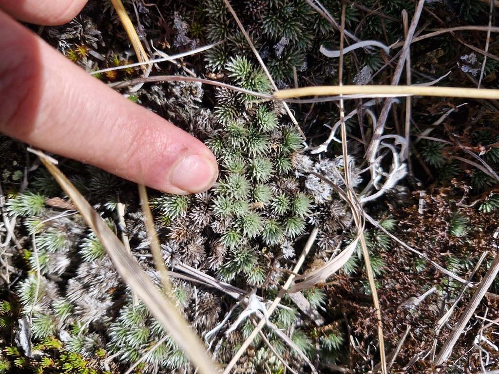 Raoulia grandiflora; photograph (c) Irisa Hudson, some rights reserved (CC BY)