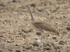 Arabian Bustard photo 3