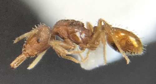 Silvestri’s Pygmy Snapping Ant