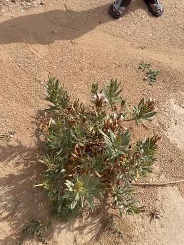 Rhazya stricta