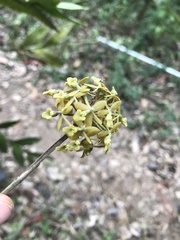 Epidendrum musciferum