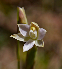 Thelymitra nuda