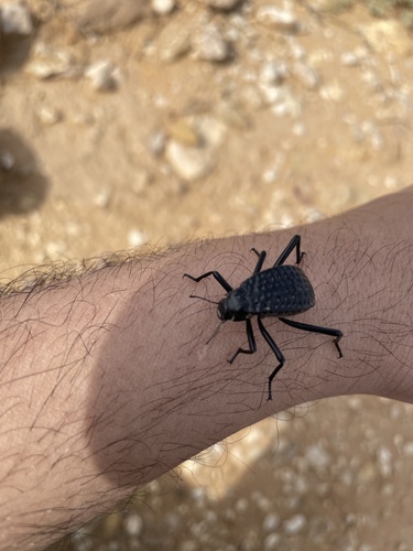 Pitted Beetle