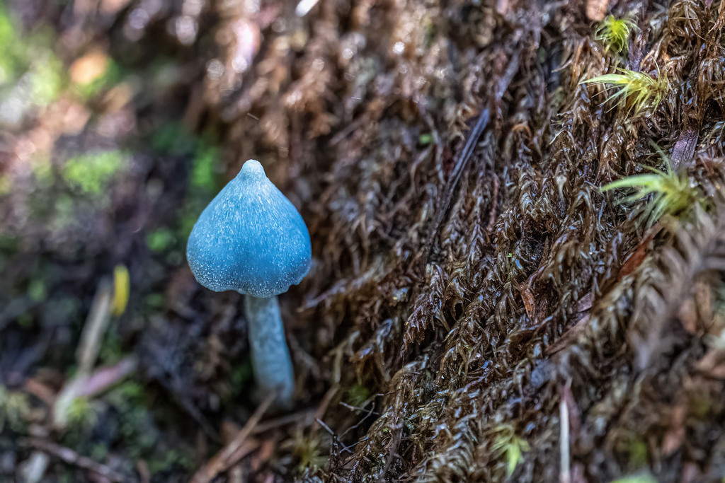 Entoloma hochstetteri · April 2026 · photo: © abnatural (iNaturalist, cc-by-nc)