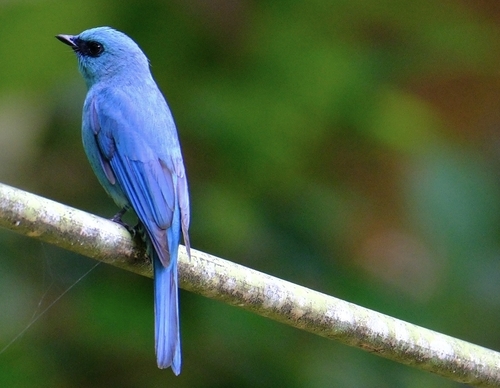 Verditer Flycatcher