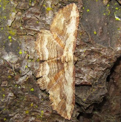 Austrocidaria