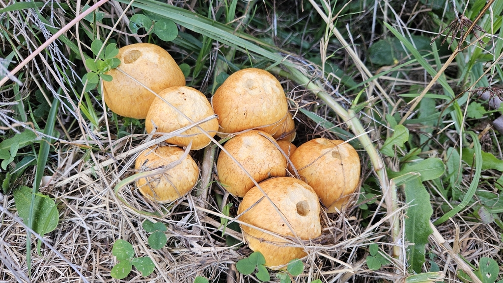 Gymnopilus junonius · April 2026 · photo: © rusty_wingnut (iNaturalist, cc0)