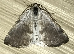 Lomographa semiclarata