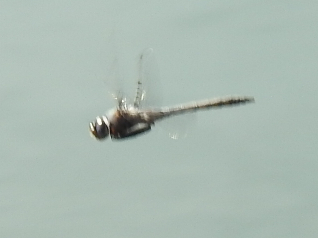 Dot-winged Baskettail