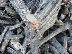 Atalantycha bilineata