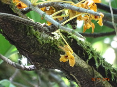 Dendrobium chrysanthum