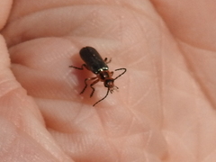 Atalantycha bilineata