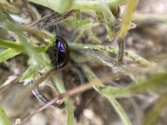 Phaedon purpureus