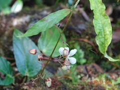 Clerodendrum laevifolium