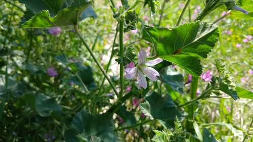Cretan mallow