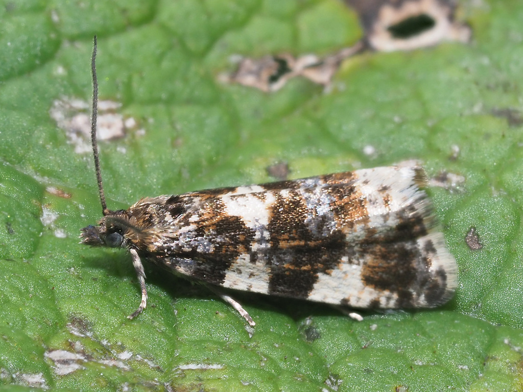 Aterpia corticana