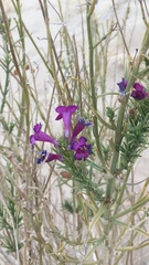 Penstemon thurberi