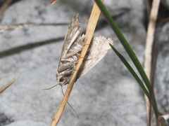 Photedes captiuncula