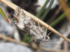 Photedes captiuncula