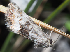 Photedes captiuncula