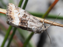 Photedes captiuncula