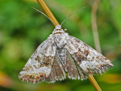 Photedes captiuncula