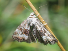Photedes captiuncula