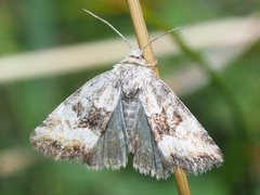 Photedes captiuncula