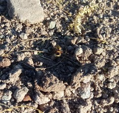 Dasymutilla monstrosa