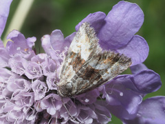 Photedes captiuncula