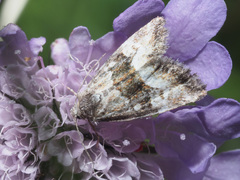 Photedes captiuncula