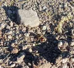 Dasymutilla monstrosa