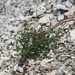 Silene vulgaris glareosa - Photo (c) Felix Riegel, some rights reserved (CC BY-NC), uploaded by Felix Riegel