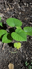 (c) Australian Institute of Pharmacognosy, some rights reserved (CC BY) Argyreia nervosa, photograph (c) Australian Institute of Pharmacognosy, some rights reserved (CC BY)