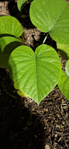 Argyreia nervosa, photograph 3